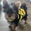 clairelillybee